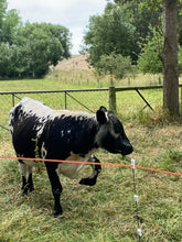 Load image into Gallery viewer, Speckle Park Bull
